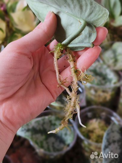 Сциндапсус Экзотика