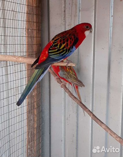 Попугай Розелла
