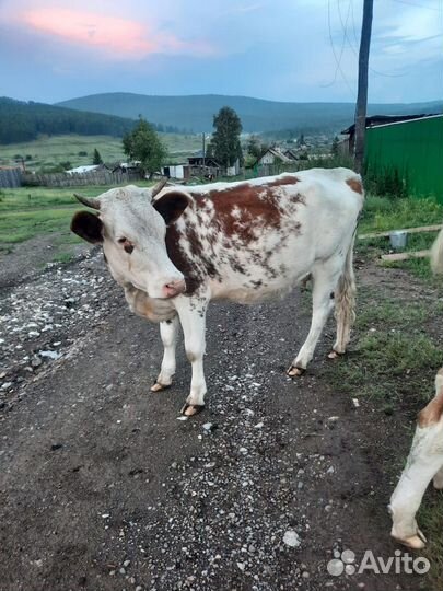 Коровы и телки