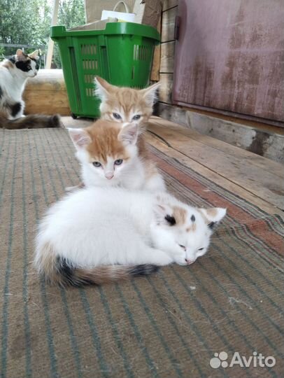 Отдам котят