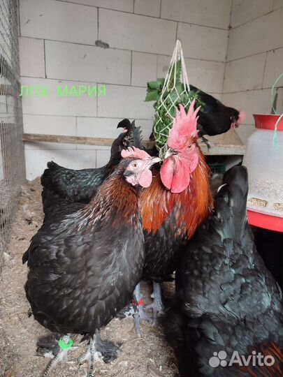 Инкубационное яйцо Маран черно медный