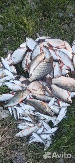 Рыбалка карась