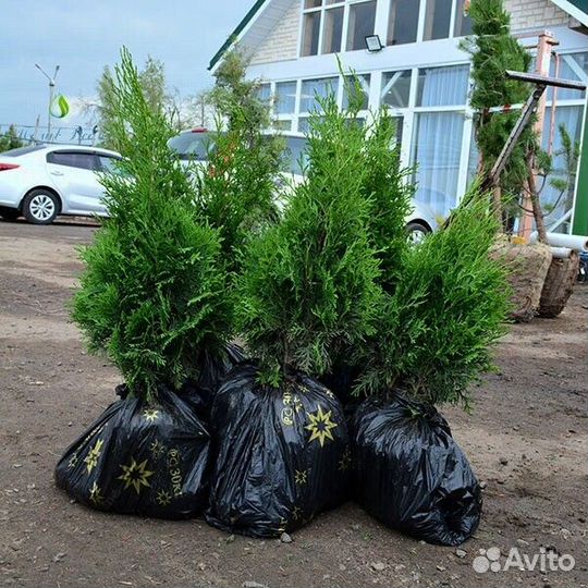 Туя Брабант Смарагд Колумна