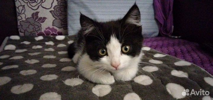 Отдадим бесплатно котенка (мальчик)