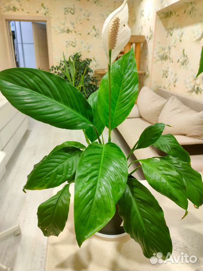 Спатифиллум Женское счастье
