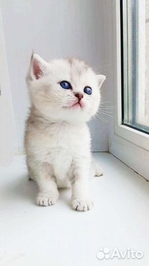 Британские котята