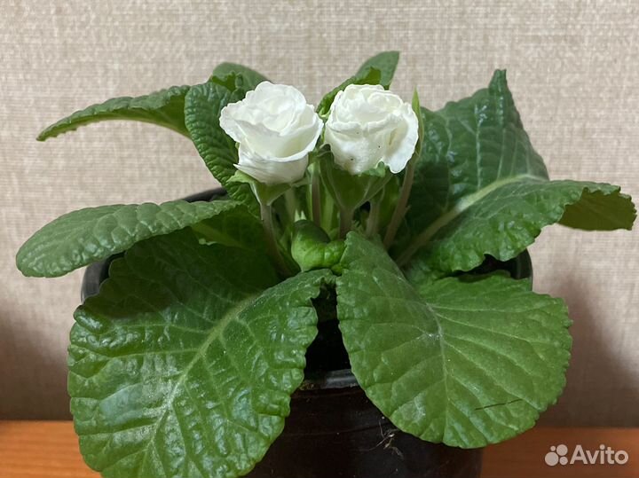 Примула махровая