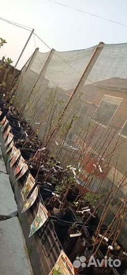 Саженцы Яблонь Летнего созревания 2х лет