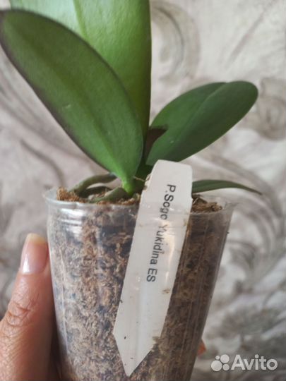 Орхидея фаленопсис бабочка Yukidina ES