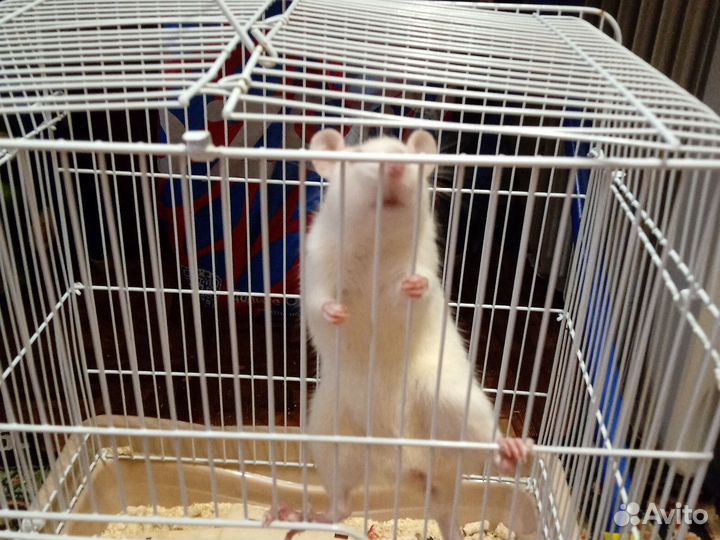 Крысы дамбо девочка