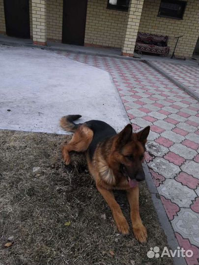 Немецкая овчарка