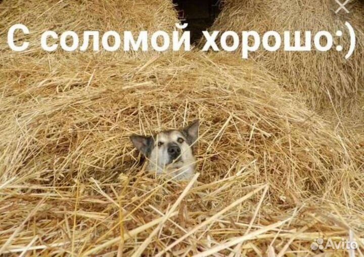 Солома в тюках