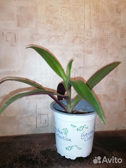 Традесканция Рео