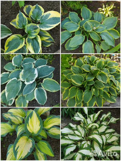 Многолетние садовые растения