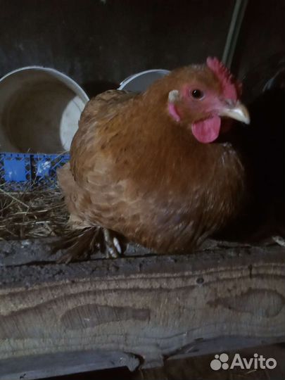 Курочки породы Хайсекс