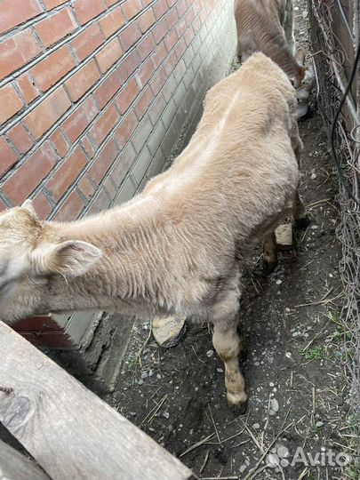 Корова с теленком