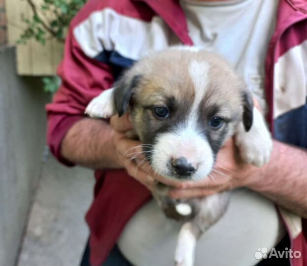 Собака в добрые руки