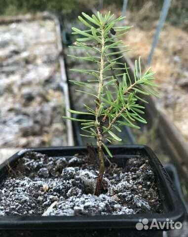 Оптом сеянцы Пихта Кавказская, Тис