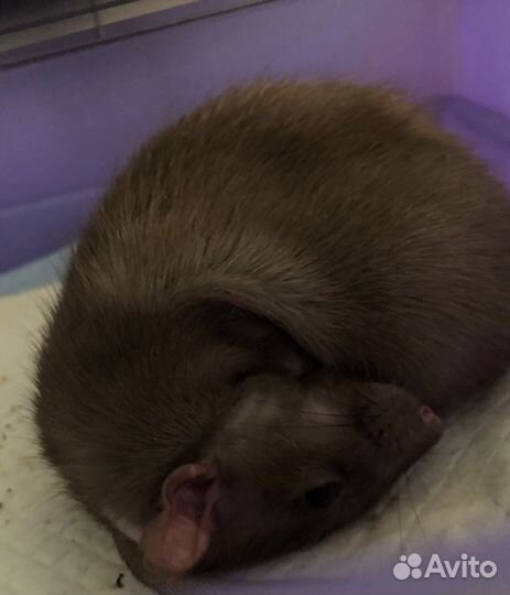 Крыска дамбо