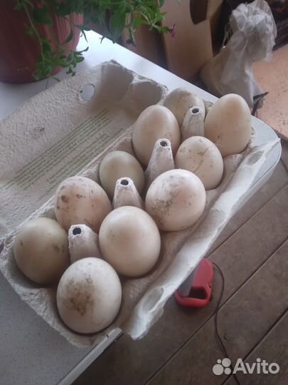 Инкубационное яйцо индоутки