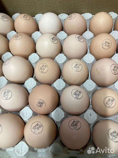 Инкубационное яйцо бройлера