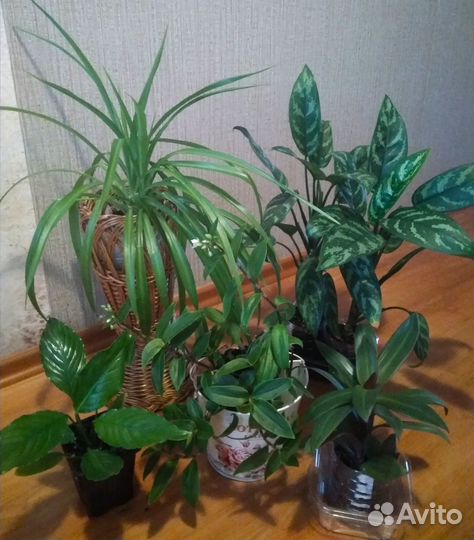 Домашние цветы