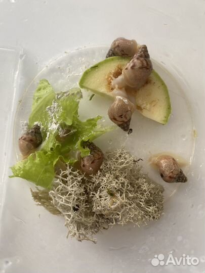 Улитка ахатина, фулика альбино бади