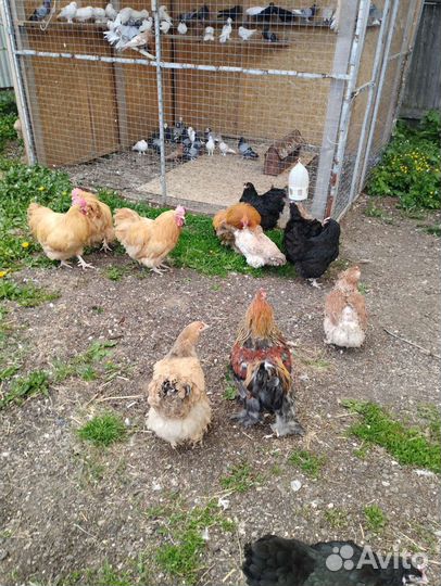 Куры Породистые Несушки, Петухи, Утки, Индоутки