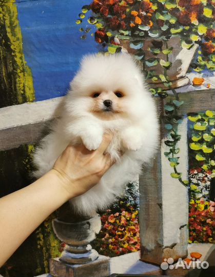 Девочка шпиц