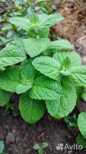 Сортовая Мята, пряные травы