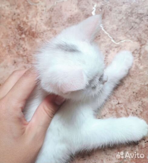 Кошка турецкая ангора