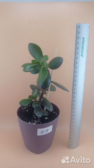 Крассула (Толстянка, Денежное дерево)