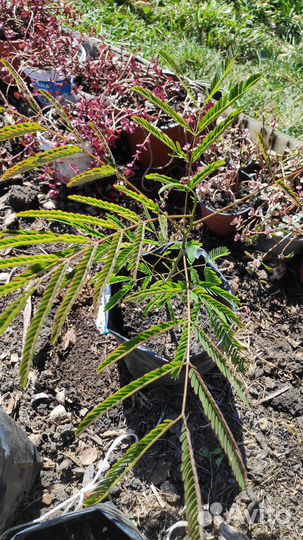 Альбиция двулетка Глициния Бересклет