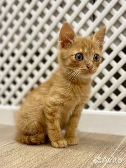 Рыжий котенок