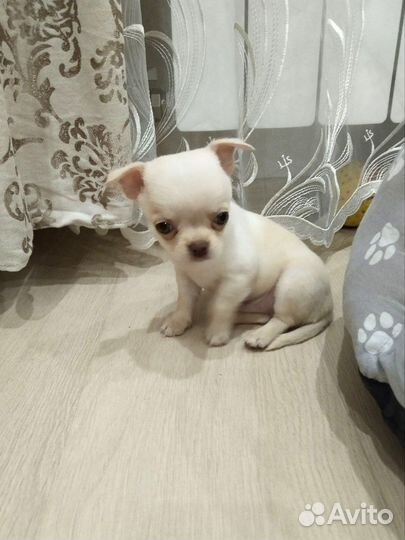 Чихуахуа мальчик