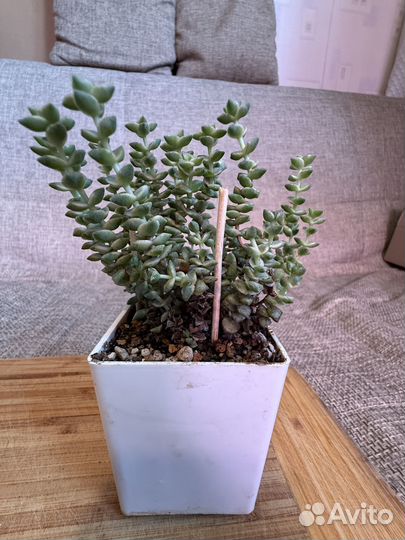 Крассула том тумб вариегата