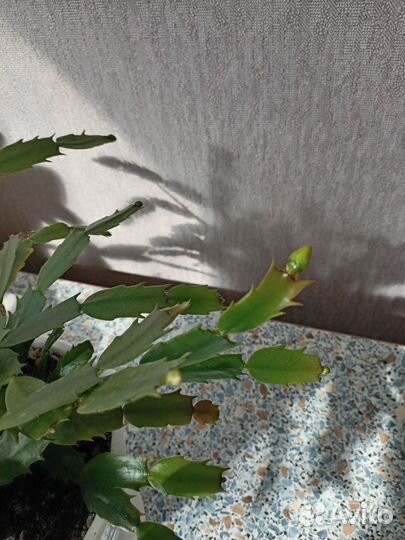 Декабрист шлюмбергера с бутонами