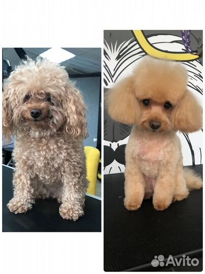 Стрижка собак и кошек, тримминг