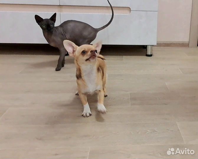 Чихуахуа обворожительная девочка