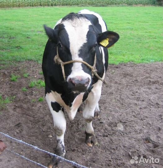 Бычки телята