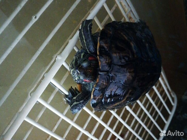 Черепаха с аквариумом