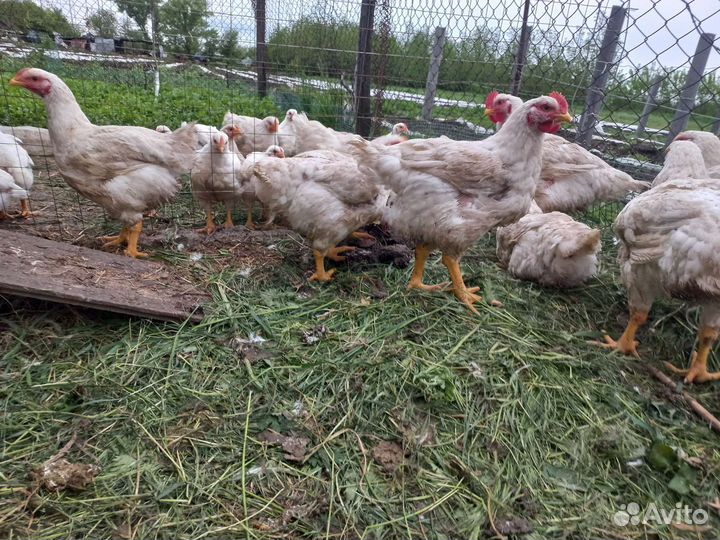 Куры бройлеры