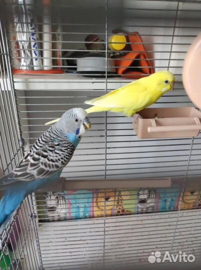 Волнистый попугай