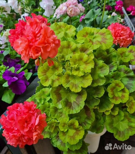 Пеларгония Bold Gold герань сортовая