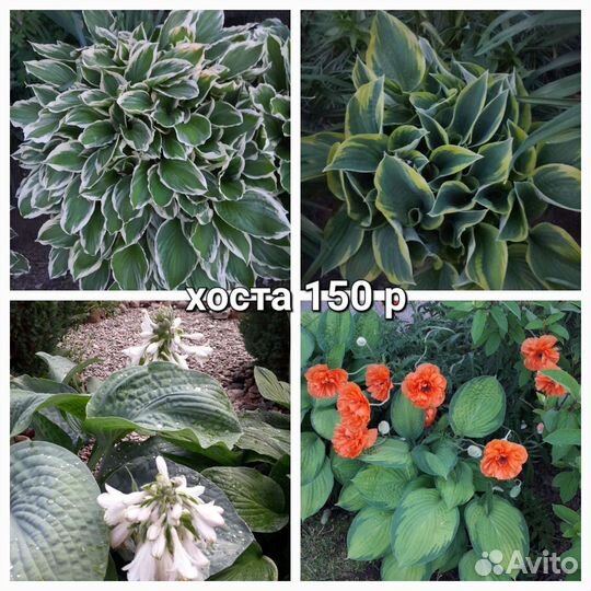 Цветы деленки для осенней посадки