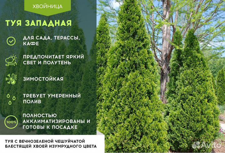 Туи Ростовка большая 8 м