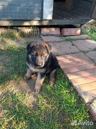 Щенки немецкой овчарки