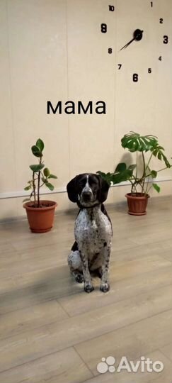 Щенки курцхаара