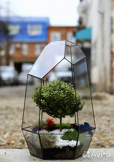 Бонсай, мирсина африканская