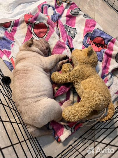 Шарпей Девочка